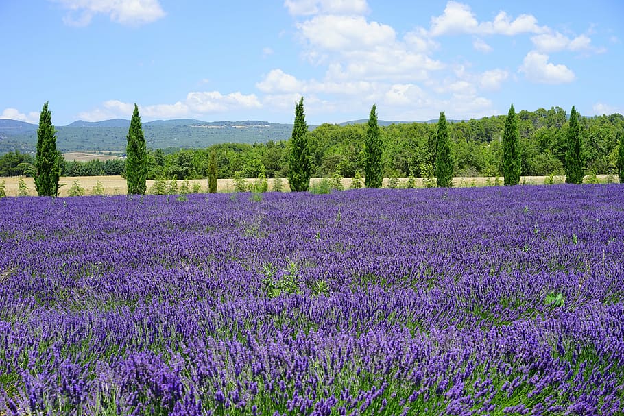 紫, ラベンダー, フィールド, 山, 昼間, ラベンダー畑, ヒノキ, 大通り, ラベンダーの花, 花
