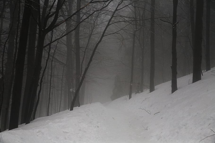 musim dingin, gelap, salju, hutan, pegunungan, malam, ketakutan, pohon, keheningan, jejak