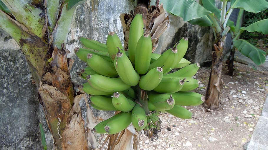 bunch, green, bananas, bermuda, plant, fruit, food, ripe, healthy, fresh