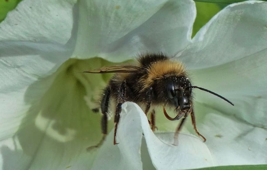 bee, insect, pollen, summer, pollinate, flying, flower, honey, bumble, bumble bee