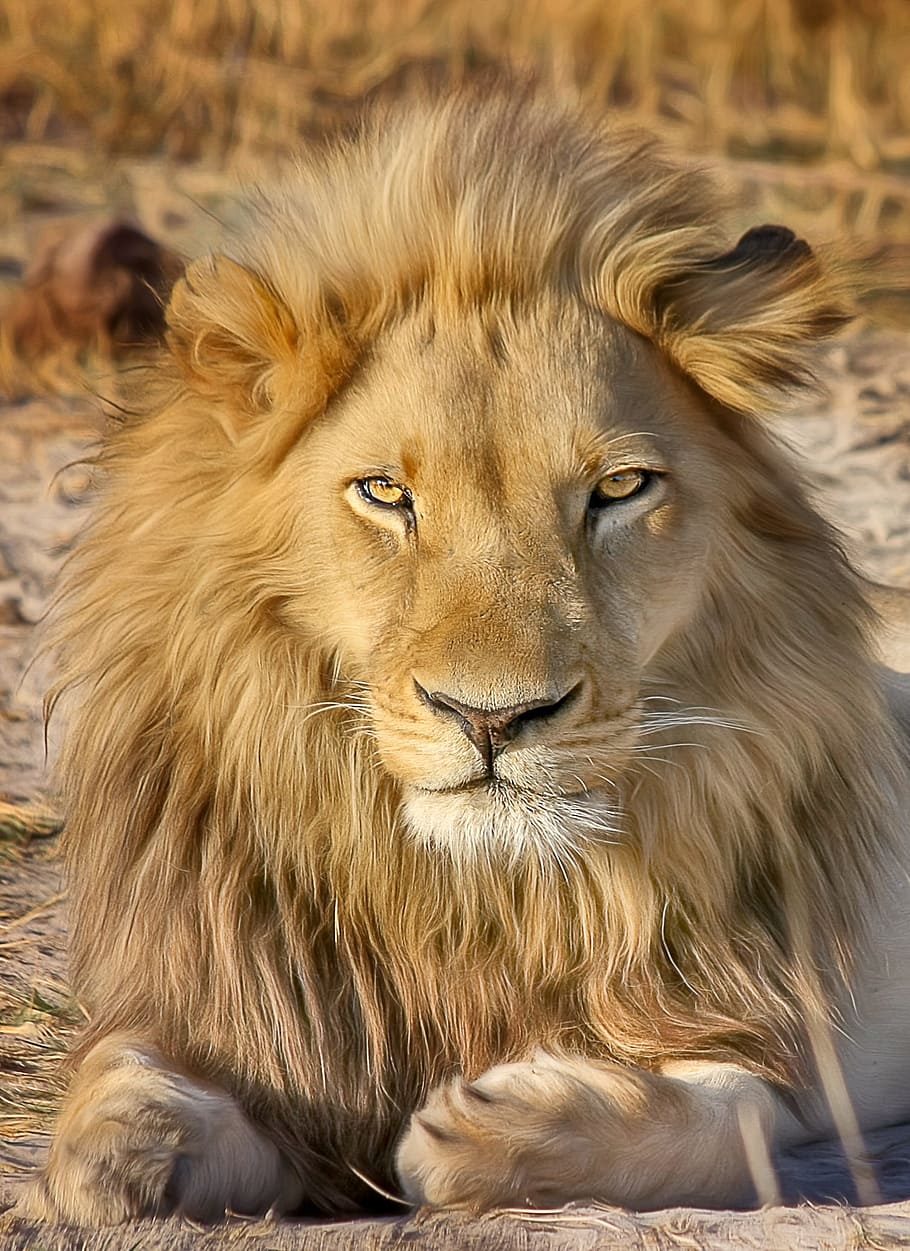 фотография льва, лев, сафари, африка, хищник, национальный парк, дикая кошка, кошка, большая кошка, южная африка