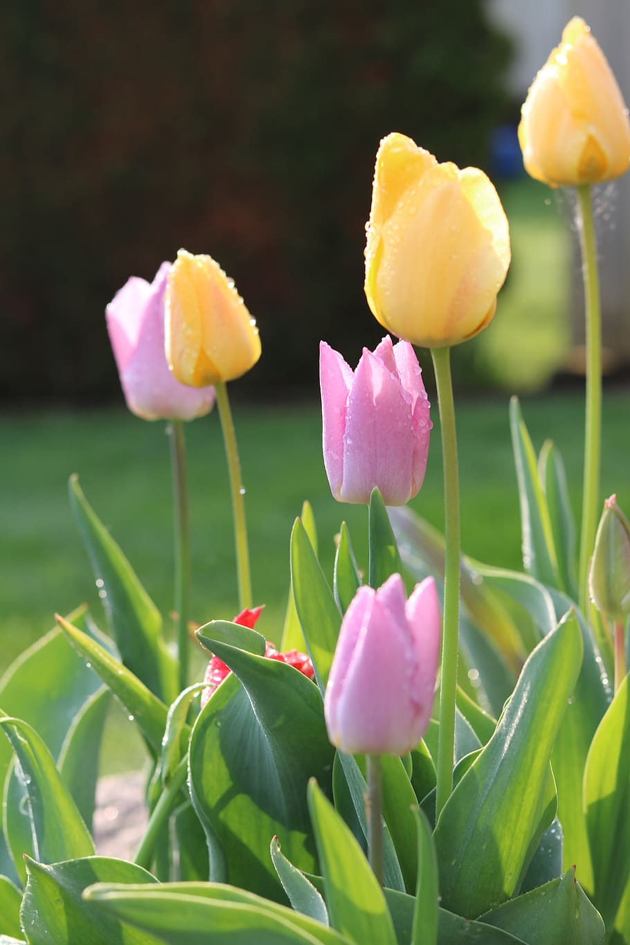 tulips, easter, nature, spring, morning, garden, flower, flowering plant, plant, beauty in nature