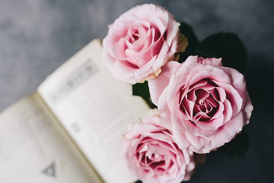 indah, mawar, buku, kopi, interior, istirahat, bersantai, penting, membaca, waktu