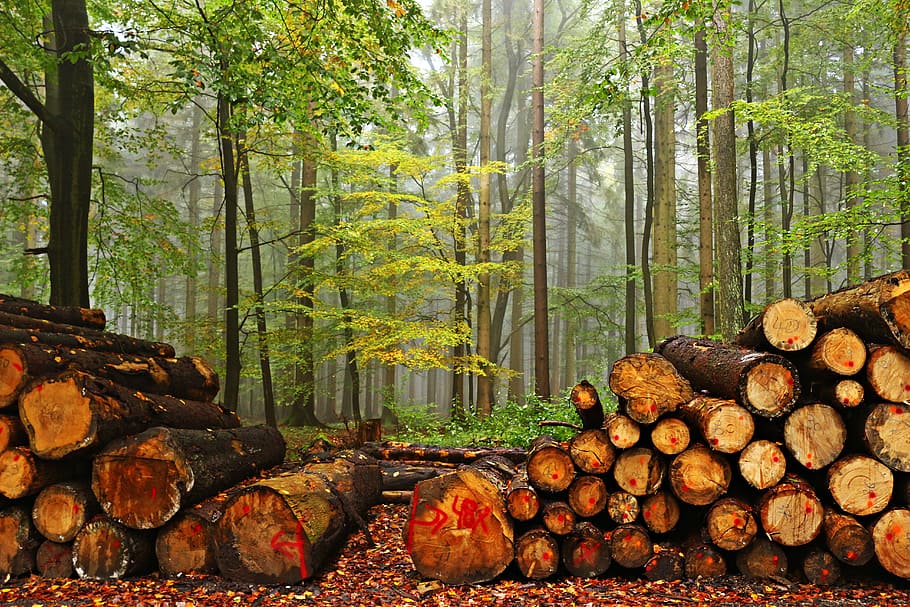 森林, 木材, 木の幹, 霧, 秋の伐採, holzstapel, 木, ラフハウス, カッティング, スタック