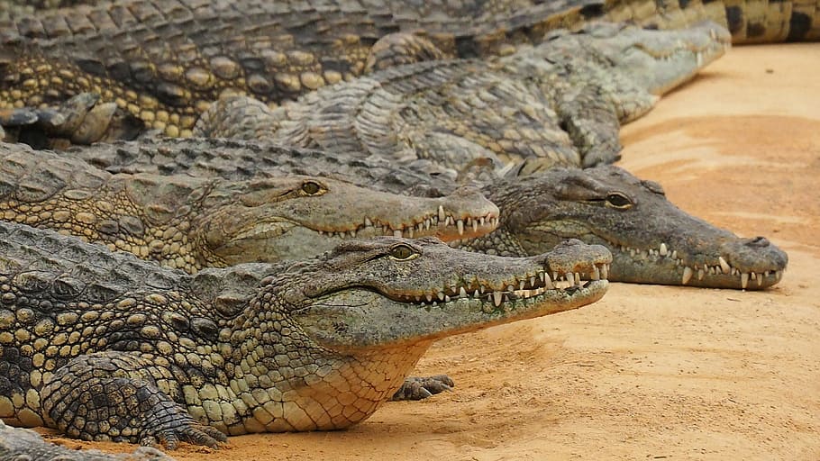 crocodiles during daytime, nature, crocodile, nile crocodile, reptile, zoo, animal, animal wildlife, animal themes, animals in the wild