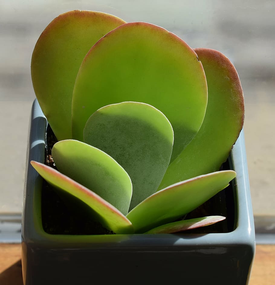 green, leaf, potted, plant, brown, surface, daytime, succulent in blue pot, crassula arborescense, container plant