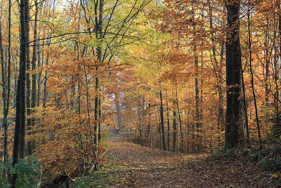 forest, leaves, autumn, nature, landscape, trees, october, fall foliage, away, log