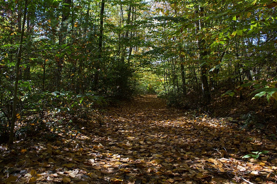 fall leaves, path, forest, trail, woods, autumn, foliage, enchanted, tree, plant