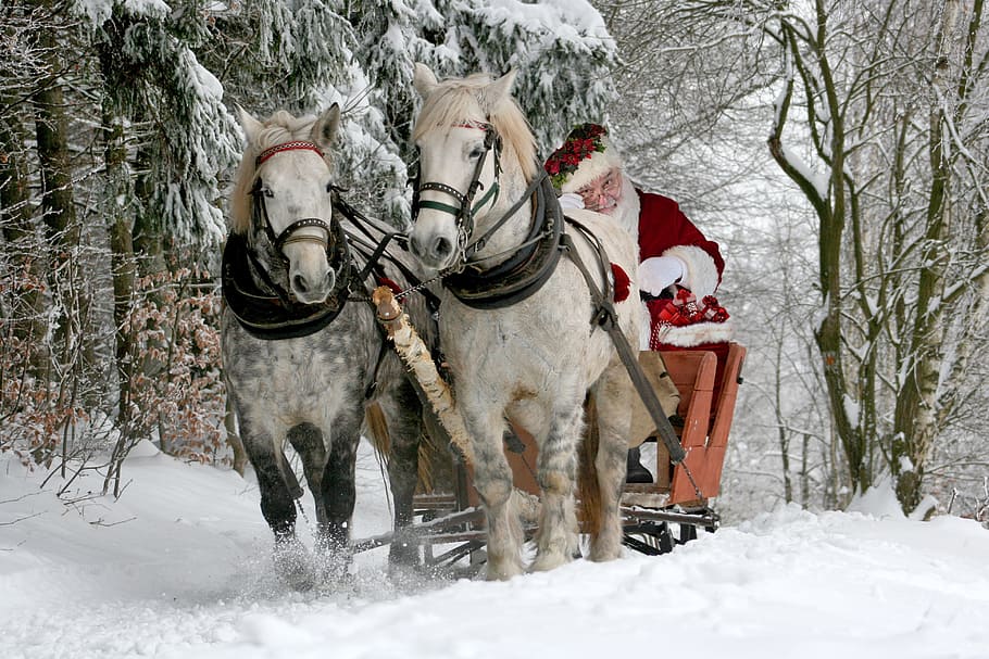 santa claus, riding, sleigh, two, white, horses, brown, bare, trees, daytime
