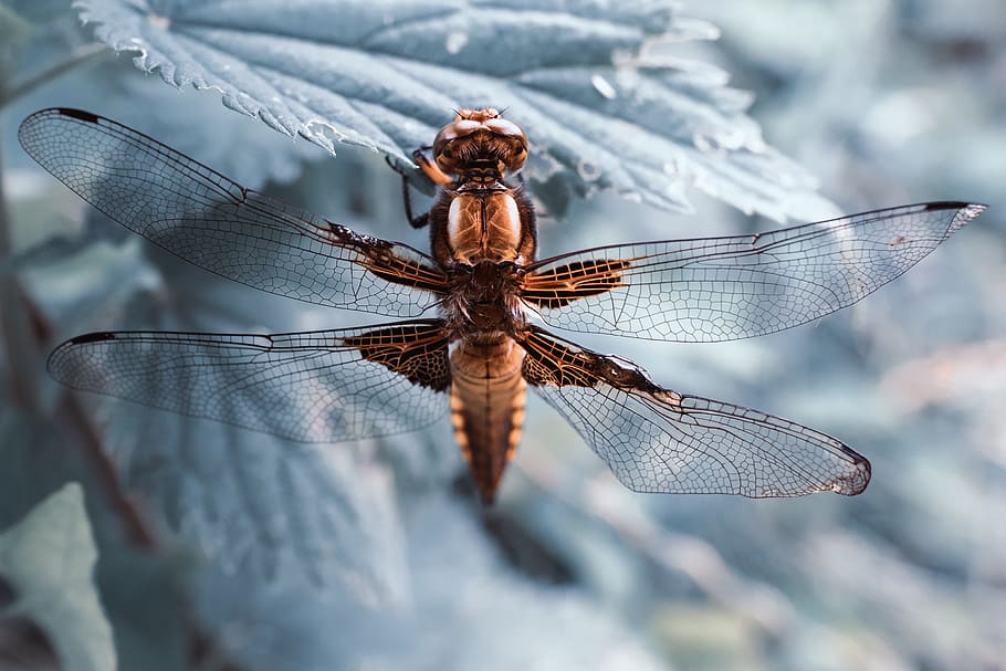 dragonfly insect, resting, leaf, Macro shot, dragonfly, insect, nature, animal, animals, ice