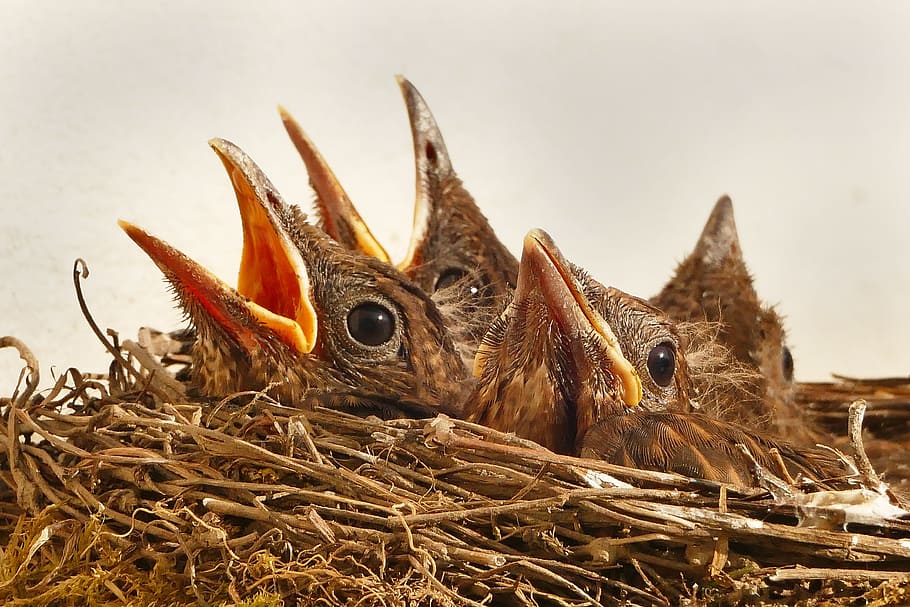 close-up photography, four, brown, fledgling birds, nest, bird, birds, animal, bill, songbird