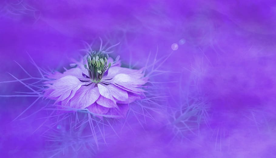 ungu, hijau, wallpaper bunga lotus, bunga, alam, latar belakang, warna, lavender, musim panas, tanaman