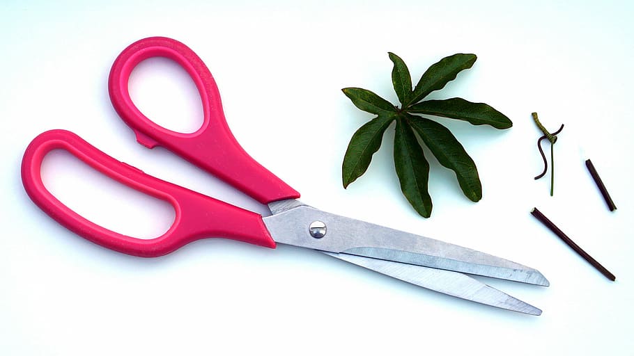 flat, lay, red, gray, scissors, green, leaf lamp, pink, arts, crafts
