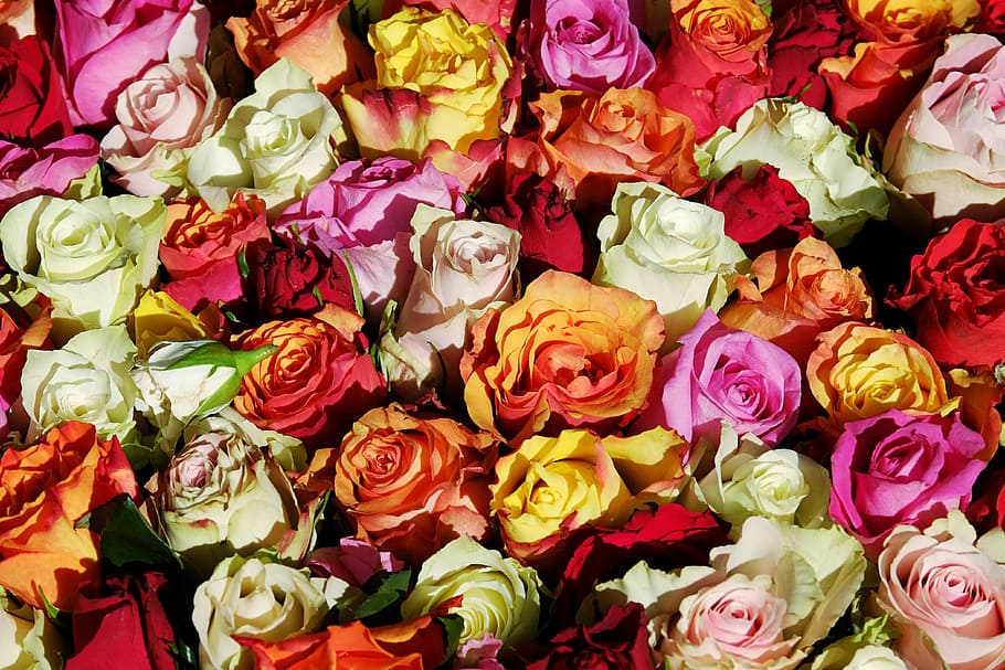 assorted-color flowers, roses, flowers, rose flower, bloom, blossom, red, orange, white, yellow