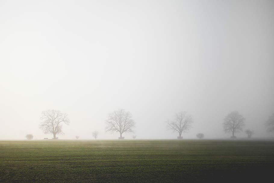 foggy field, Foggy, Field, bench, fog, green, minimalistic, morning, nature, tree