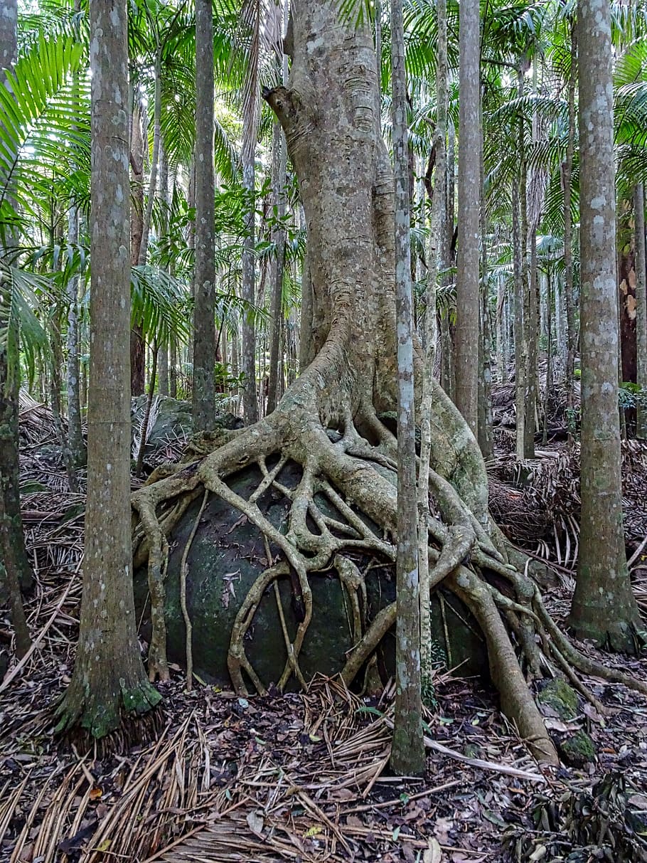 strangler fig, trunk, roots, tree, buttress, tropical, fig, strangler, nature, banyan