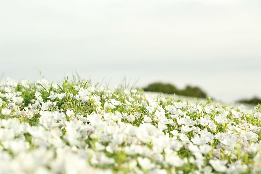 white flower lot, field, flowers, landscape, panorama, white, nature, flower, agriculture, plant