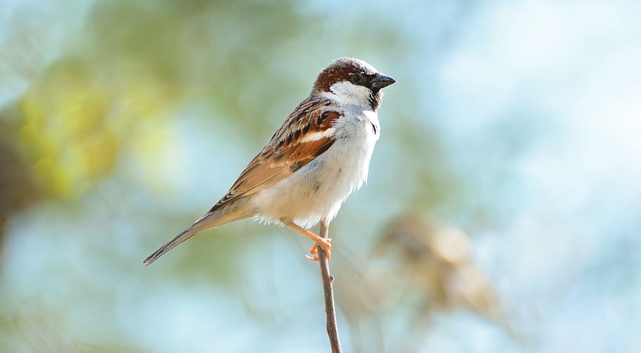 brown, white, feather bird, home sparrow, beautiful sparrow, pakistani sparrow, sparrow, beautiful bird, bird, sparrow bird
