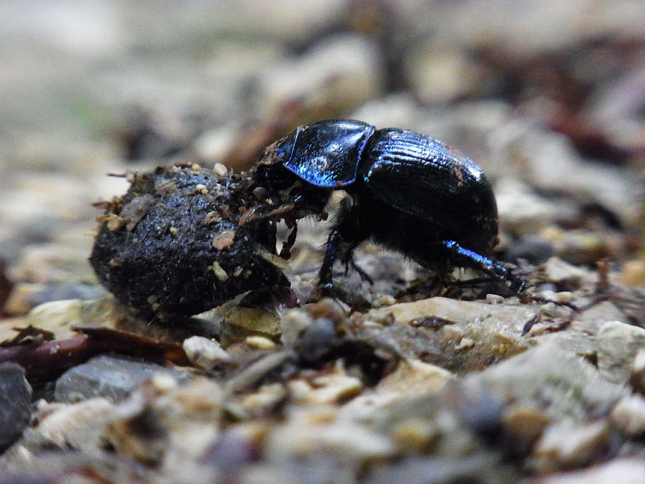 dung beetle, insect, dung, forest, nature, animal wildlife, animals in the wild, animal themes, animal, invertebrate