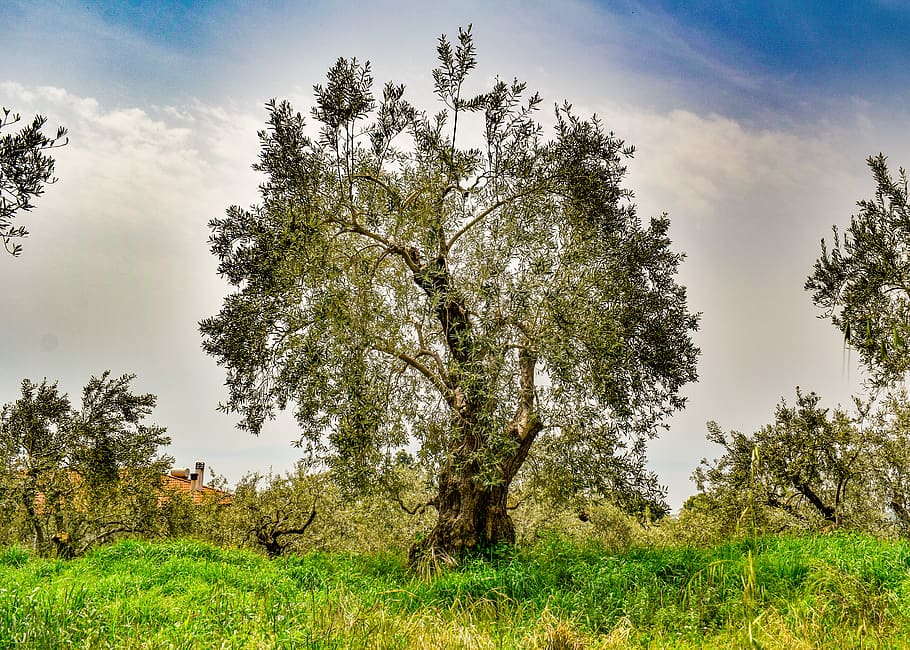 olive grove, olive tree, plantation, agriculture, green, mediterranean, nature, scenery, ano lechonia, pelio