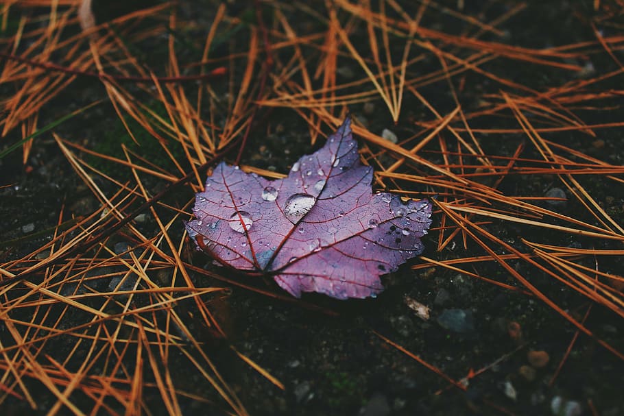 seletivo, fotografia em foco, roxo, folha, terreno, marrom, cinza, bordo, molhado, gotas de chuva