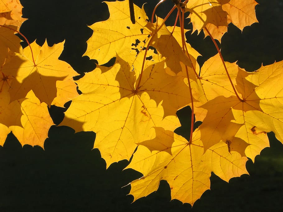 planta de hoja marrón, hojas, otoño, luz, hojas de otoño, amarillo, color, patrón, follaje, noviembre