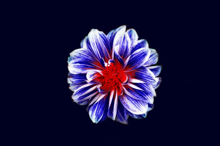 biru, merah, putih, bunga dahlia, hitam, latar belakang, makro, fotografi, kelopak, bunga