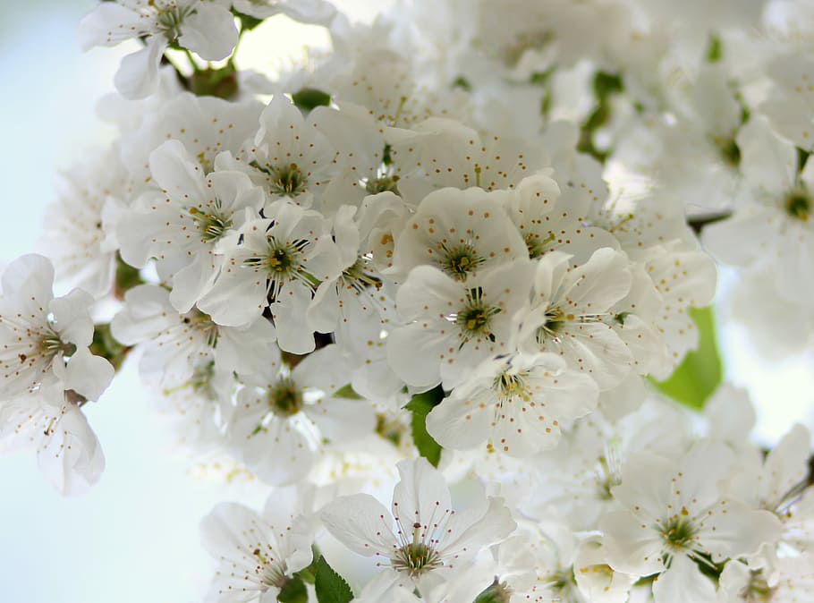 flores, árbol, visin, blanco, casey, florecido, primavera, planta floreciendo, flor, planta