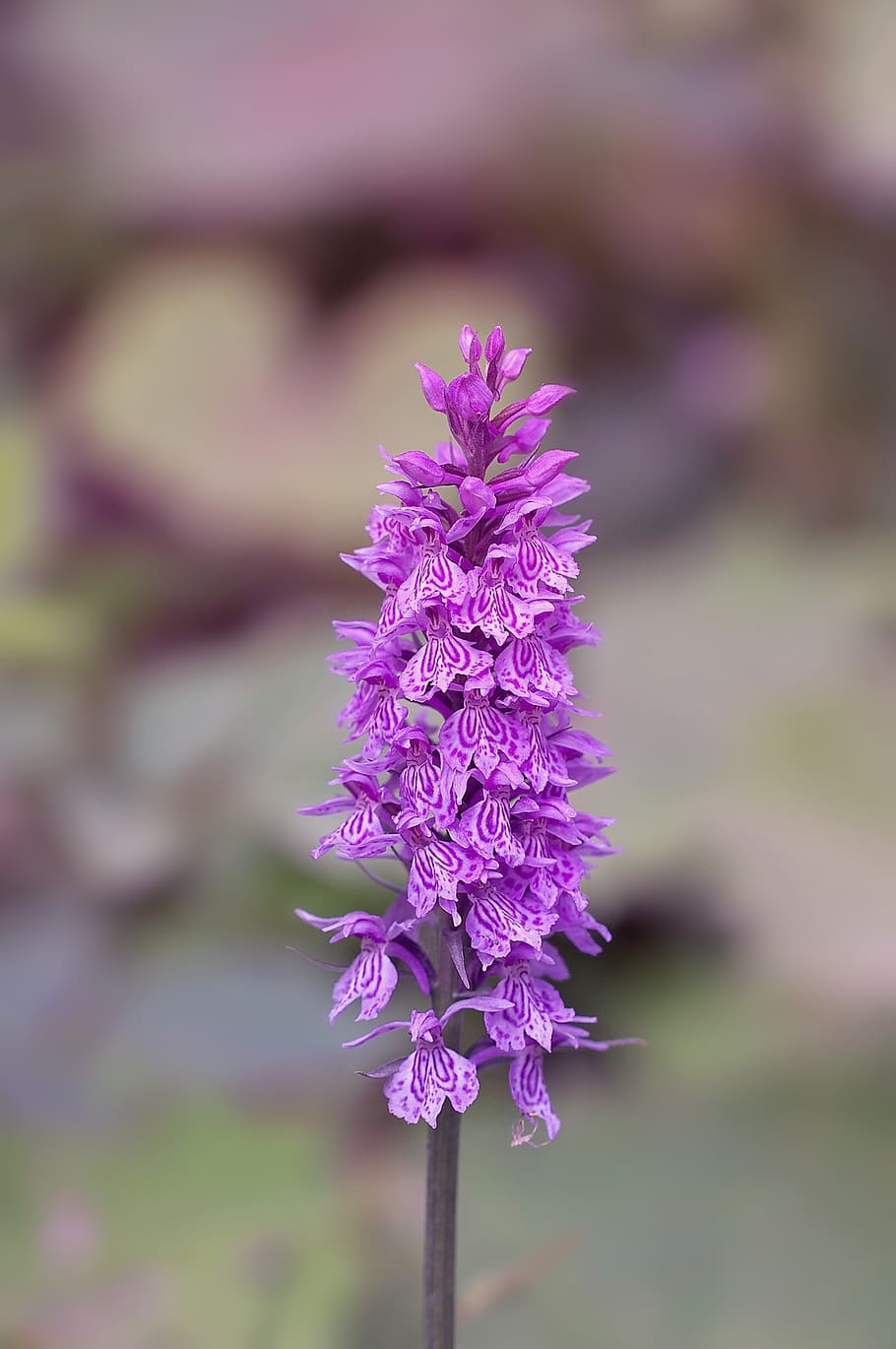 orchid, purple, flowers, plant, nature, orchid like, wild plant, nahaufnahmne, flower, flowering plant