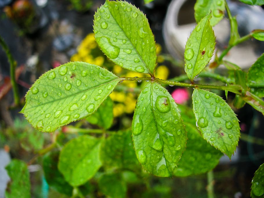 water, drops, plants, garden, leaf, plant part, green color, growth, plant, close-up