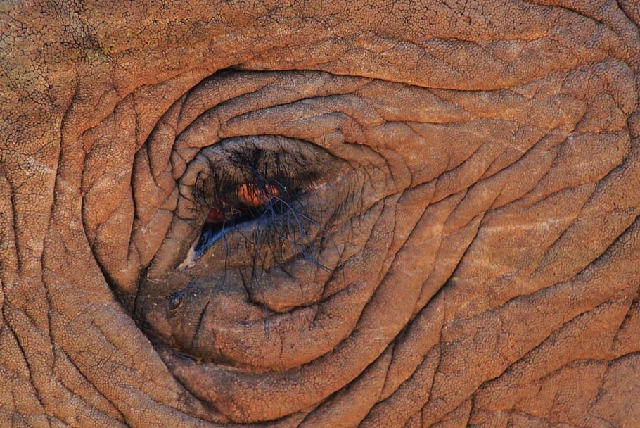 elephant eye, elephant, eye, close, eyelashes, africa, african bush elephant, wilderness, animal, animals
