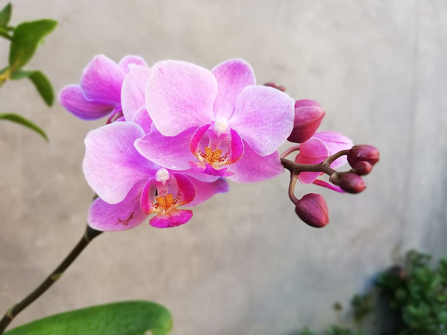 orchid, orchids, beautiful flowers, flaunted, brilliant, natural, flower, flowering plant, plant, freshness