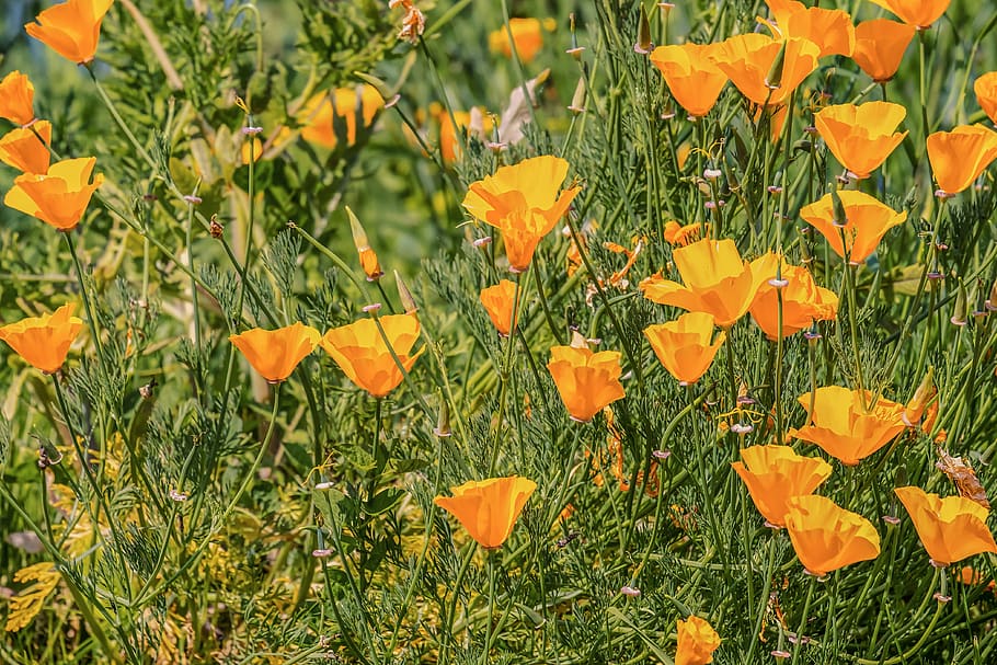 eschscholzia californica, gold poppy, papaveraceae, bloom, yellow orange, meadow, plant, mohngewaechs, yellow poppy, flower
