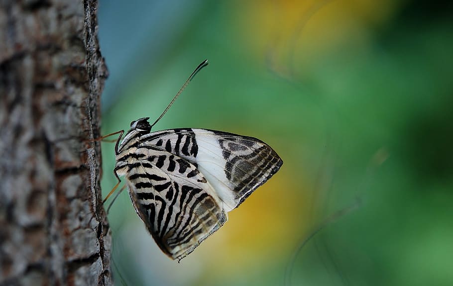 white, black, butterfly, brown, tree branch, insect, wing, wildlife, bug, bright