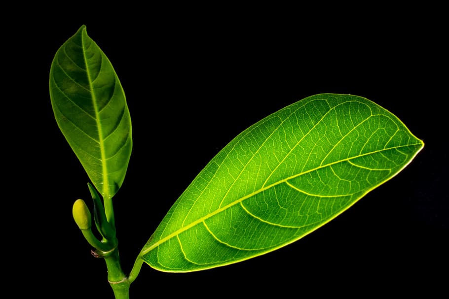 Jack Fruit, Leaf, Leaves, Green, jack fruit leaf, leaves, green, green color, black background, close-up, freshness