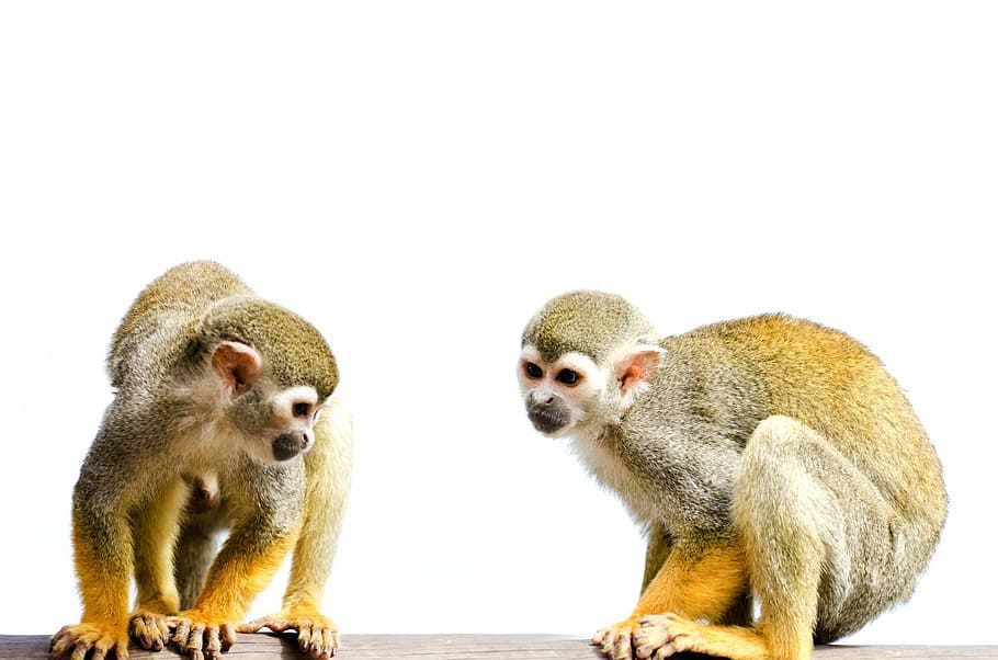 two, brown, monkeys, close, monkey, isolated, white, amazon, squirrel, rainforest