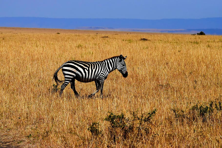 selective, focus photography, zebra, brown, grass, wildlife, africa, tanzania, savannah, animals in the wild