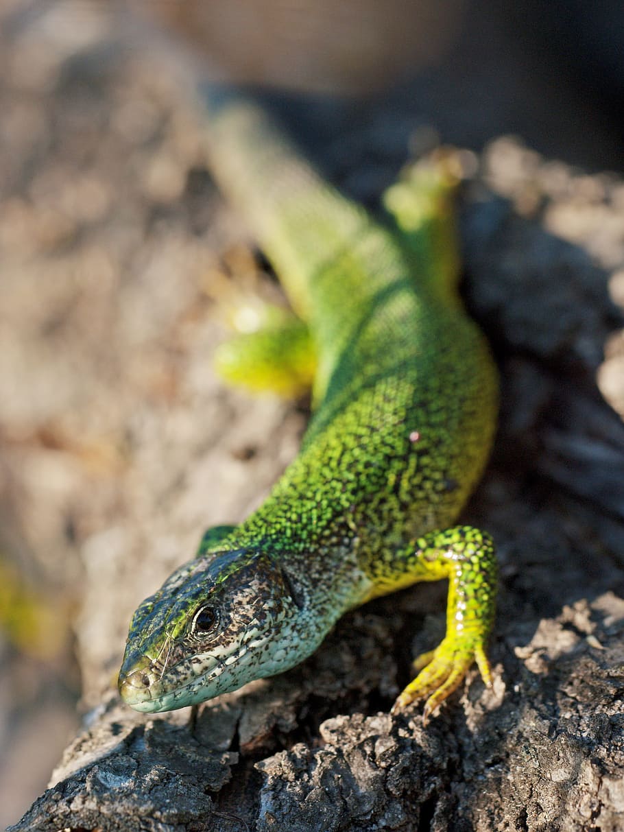 emerald lizard, reptile, lacerta viridis, nature, animal, lizard, family, in the, macro, iguana