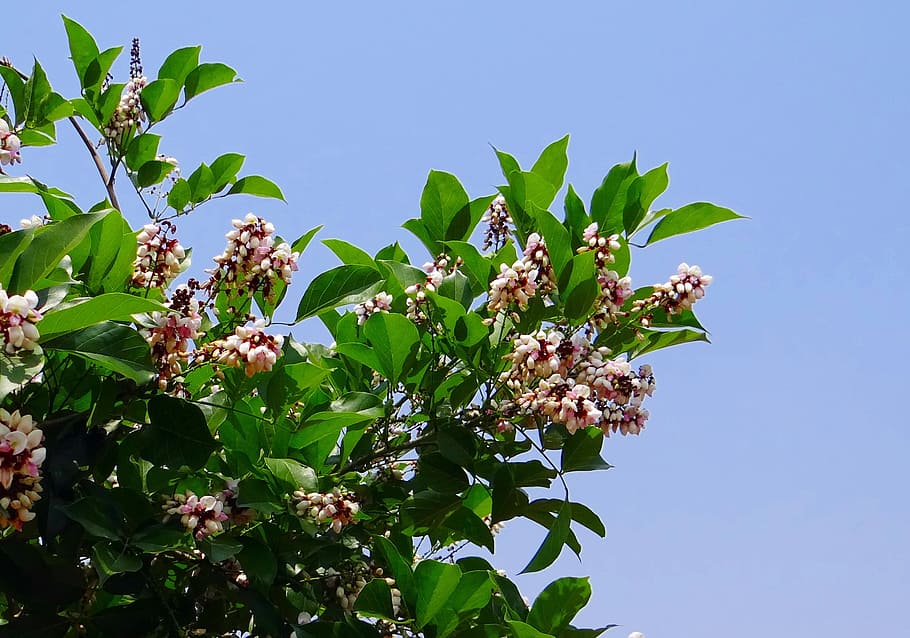 Milletia, Karanj, Flower, Flora, pinnata, indian beech tree, india, nature, tree, leaf
