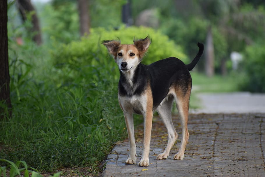 black, white, brown, dog, standing, pathway, daytime, canine, street dog, pariah