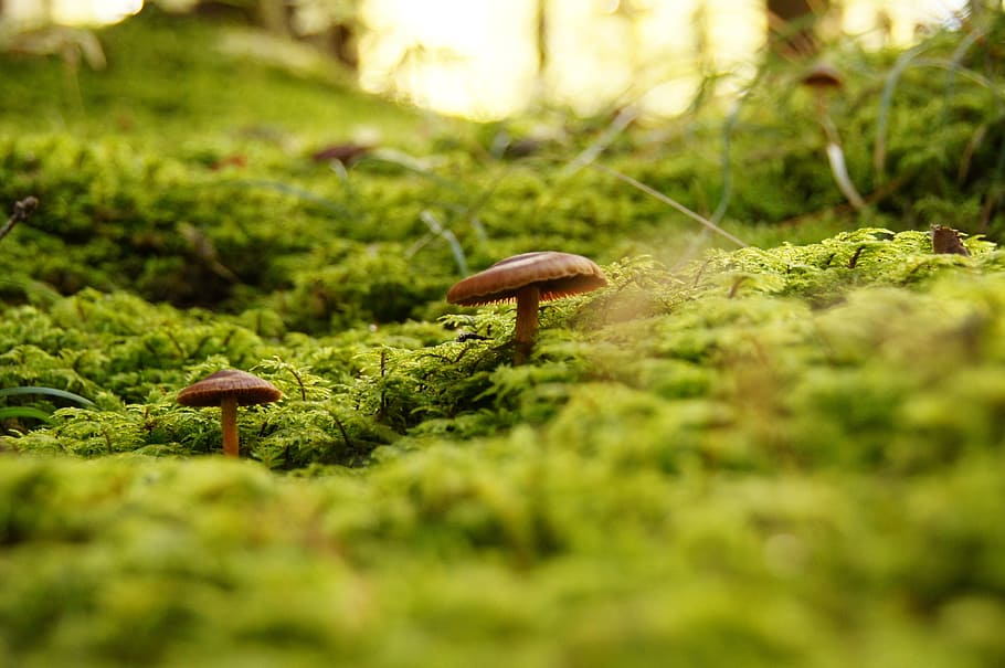 selective, focus photo, two, beige, mushrooms, fungus, forest, autumn, mountain, tree