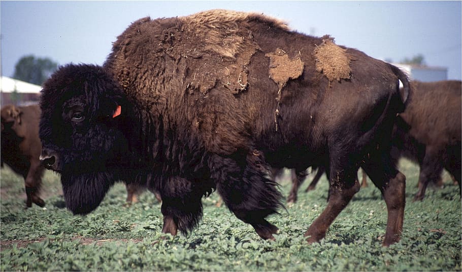 Búfalo, bisonte, americano, oeste, ícone, marrom, peles, rebanho, pradaria, mamífero