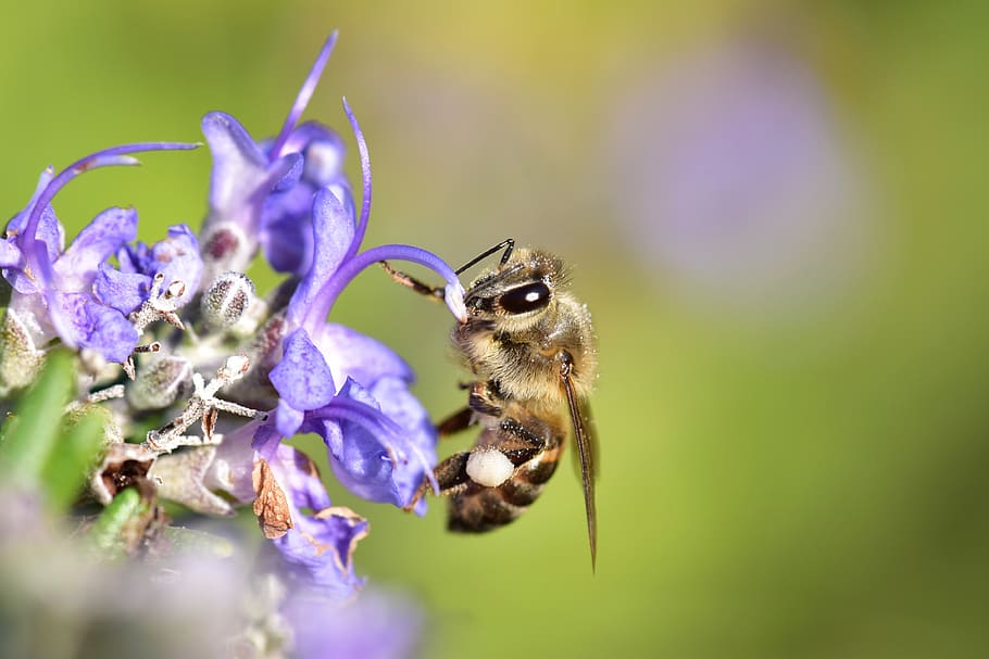 bee, honeybee, pollen, pollination, nature, garden, flower, lavender, spring, one animal