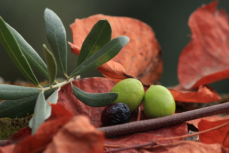 olives, organic, black olives, olive yesil, fruit, food, nature, leaves, plant, health