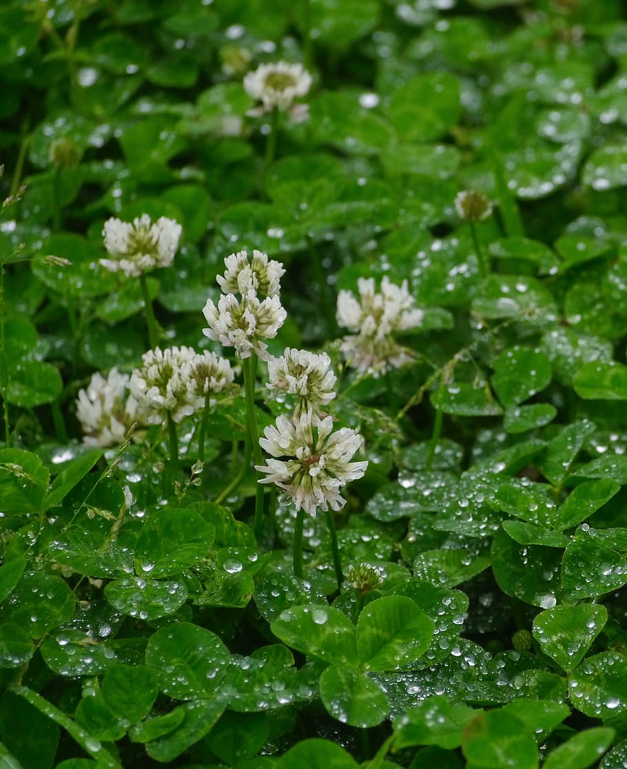 lluvia, astrágalo, hierba, flores, trébol, gota, gota de agua, brillante, antomasako, verde