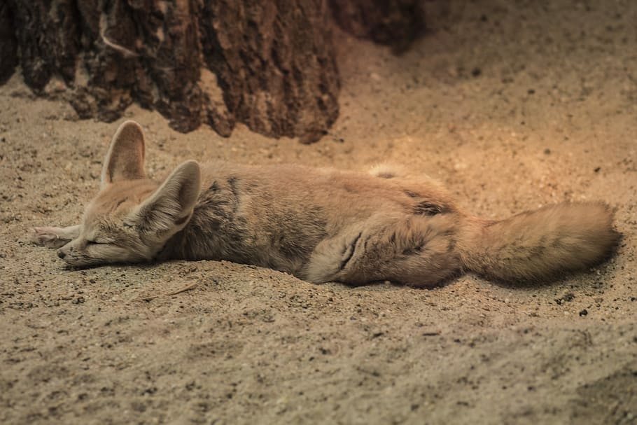 fox, lying, sand, Fennec Fox, Zoo, Chilling, sleeping, dessert, animal, mammal