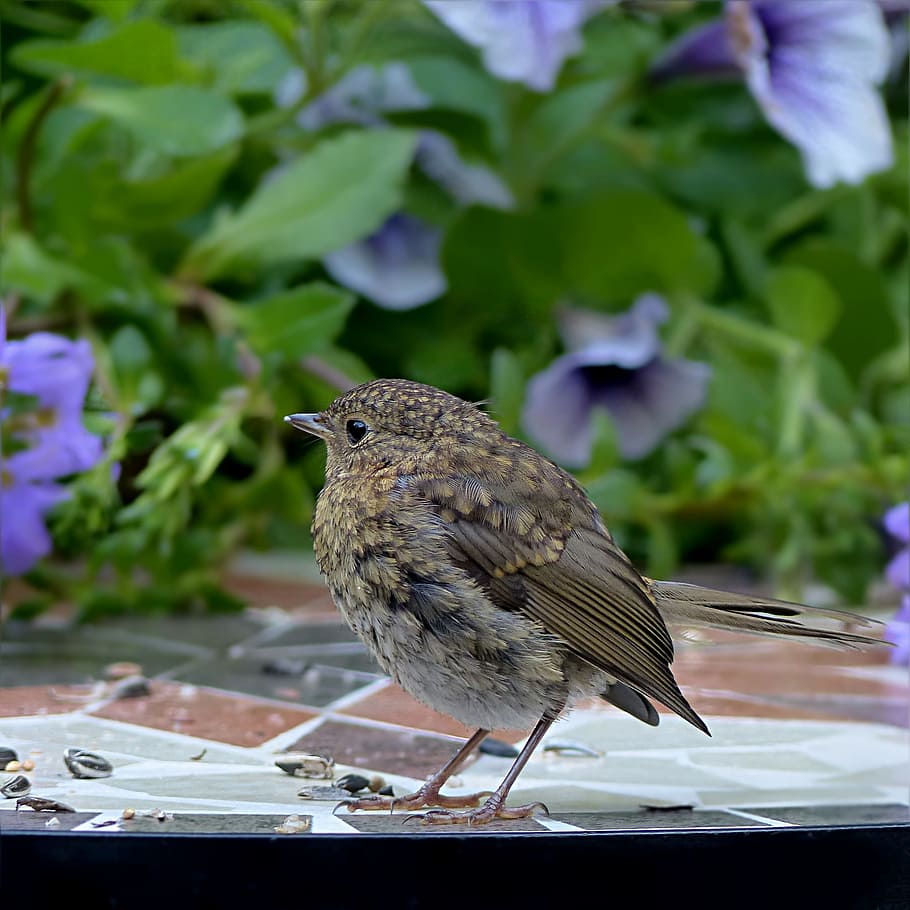 burung di atas meja, Burung, Robin, Erithacus Rubecula, muda, mencari makan, taman, alam, hewan, alam bebas