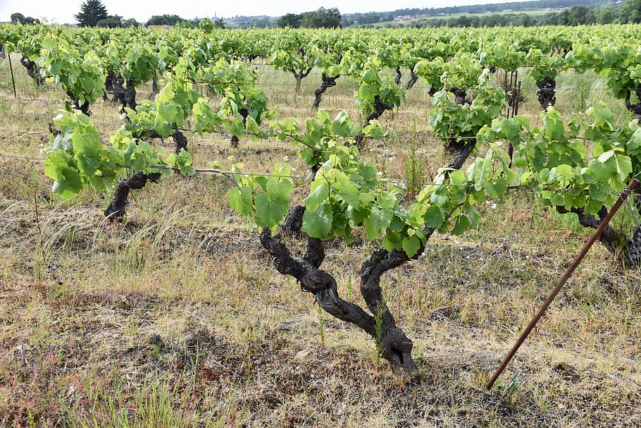 vines, ceps, grape, culture, vineyard, wine, cultivate, winegrower, plant, plants