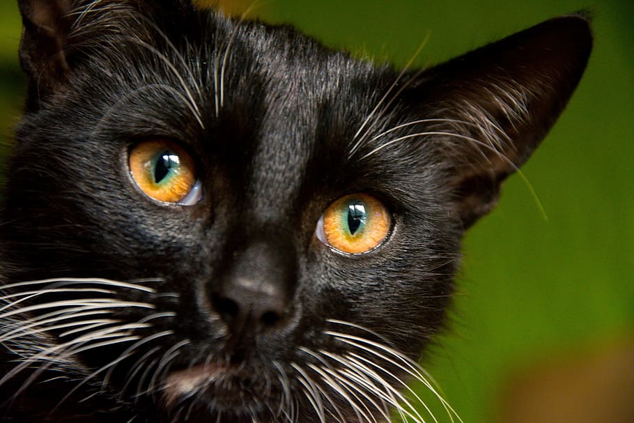 shallow, focus photography, cat face, Kitten, Tomcat, Black Cat, cat, black, little kitty, a young kitten
