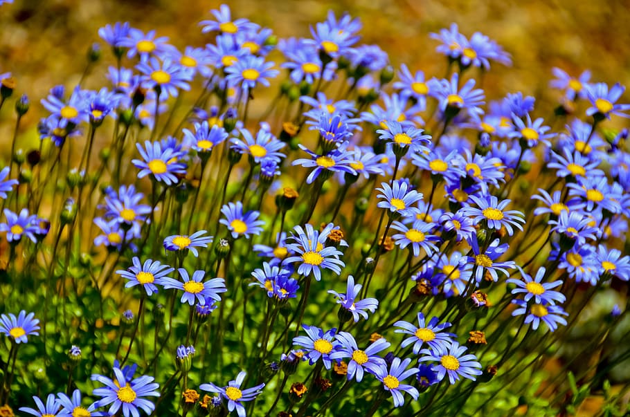 flores azules, flora, natural, verano, flor, jardín, temporada, paisaje,  botánica, naturaleza | Pxfuel